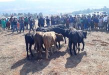 Booliiska Turkana oo dib u soo celiyay xoolo la dhacay