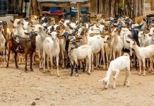 Booliiska Garbatula oo soo helay 300 oo neef ari ah oo laga dhacay dad ku nool Isiolo