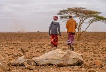 DHEGEYSO:Saameynta abaaraha oo aad looga dareemaayo ismaamullada Mandheera iyo Kilifi