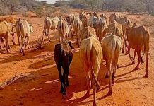 Booliska oo soo celiyey xoolo laga soo xaday ismaamulka isiolo